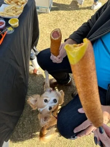 A small dog looks up eagerly at two people holding corn dogs, with fries and sauces on a table nearby. The scene is outdoors on grass.