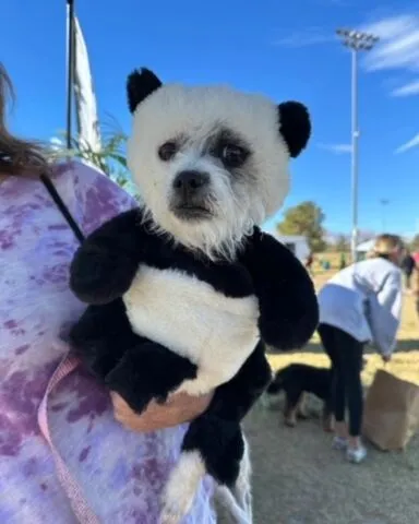 A small dog dressed in a black and white panda costume is being held by a person outdoors at an event, with other people and dogs visible in the background.