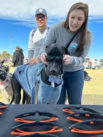A woman puts sunglasses on a large black dog wearing a blue jacket, while a man stands behind them. More dogs and people are in the background at an outdoor event with a bright sky.