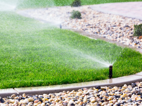 A sprinkler waters a green lawn bordered by a curved edge and decorative stones on a sunny day, keeping the grass lush and healthy.